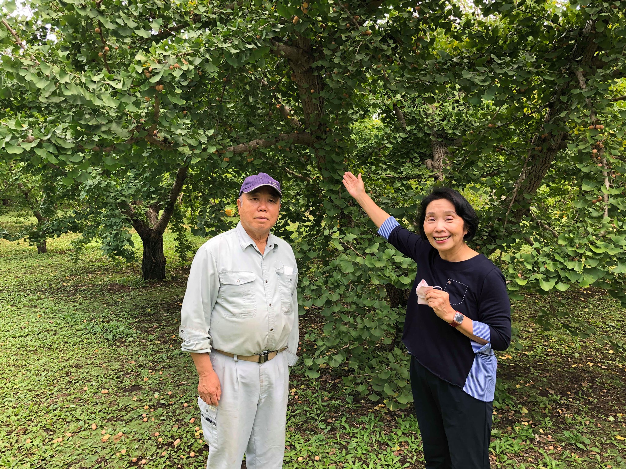 三鷹市井口で、都内最大規模のギンナン農家を営んでいる「山本果樹園」を訪ねました。