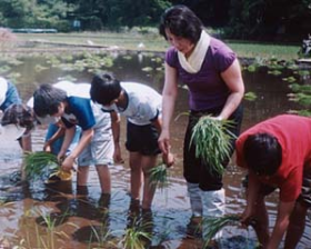 田植えの様子 田植えの様子