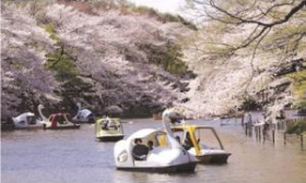 都立井の頭恩賜公園の様子