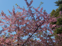 上野公園内で咲き始めていた桜